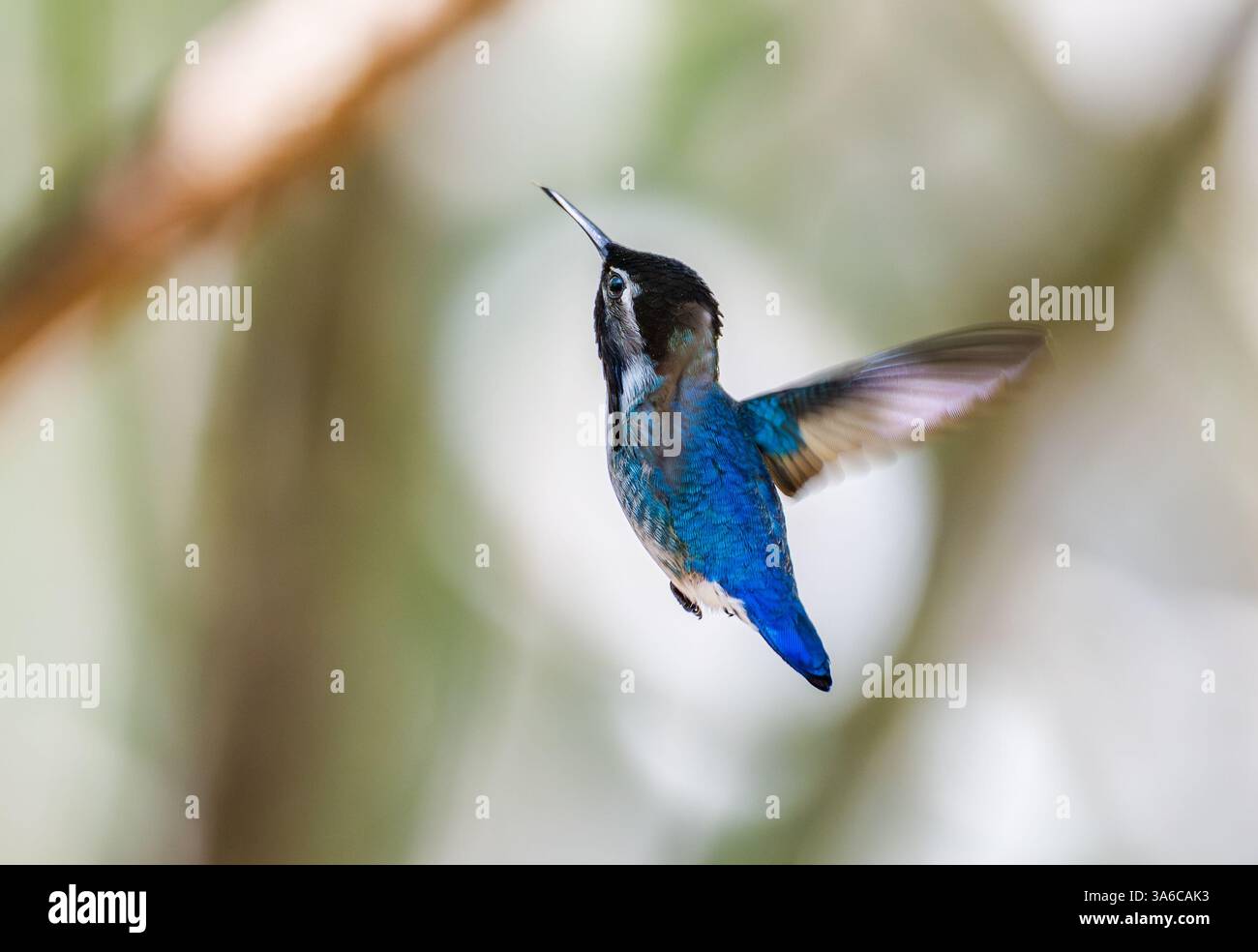 Ein männlicher Bienenkolibri (Mellisuga helenae), der kleinste Vogel der Welt, im Flug. Kuba. Stockfoto