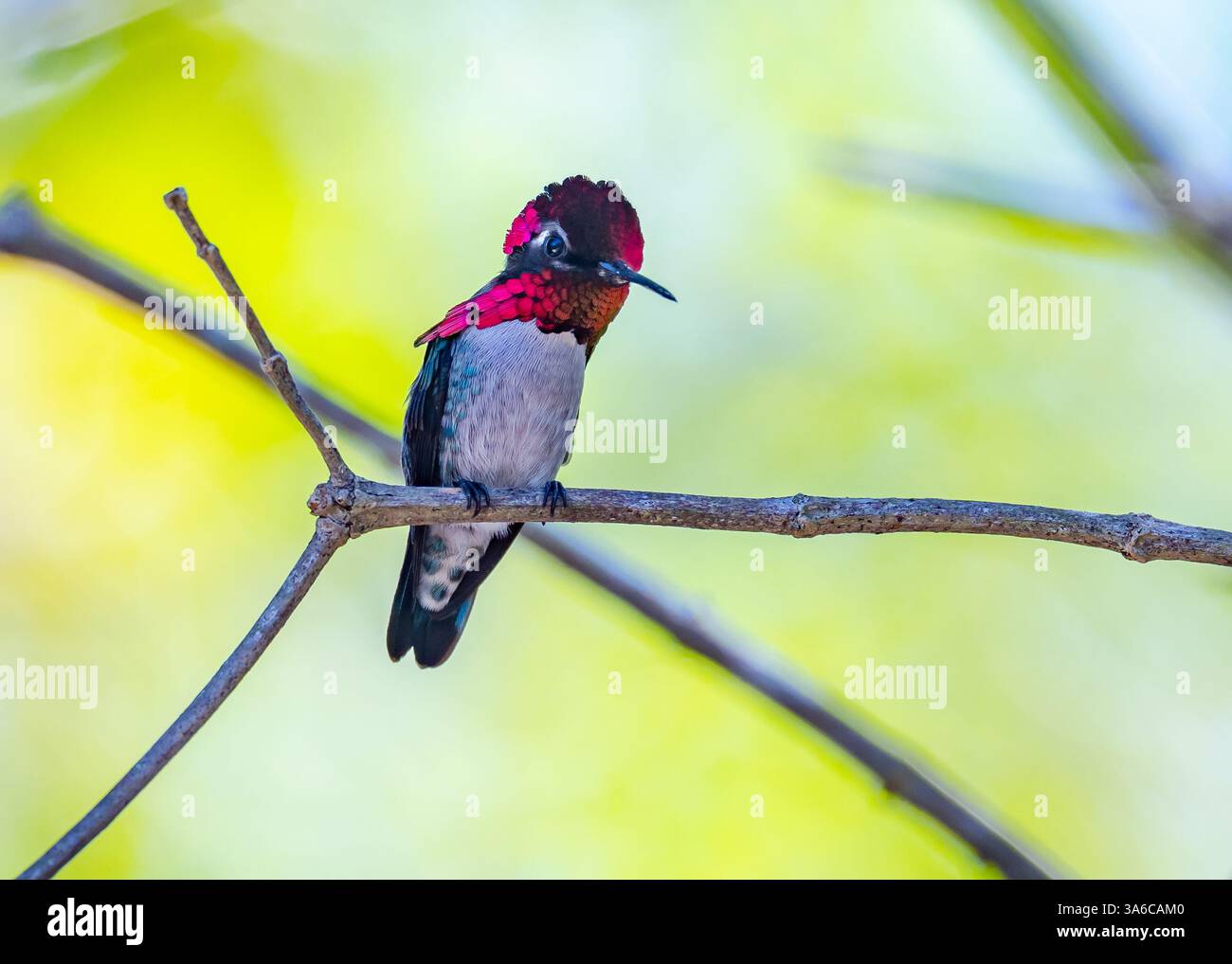Ein männlicher Bienenkolibri (Mellisuga helenae), der kleinste Vogel der Welt, der auf einem Ast thront. Kuba. Stockfoto