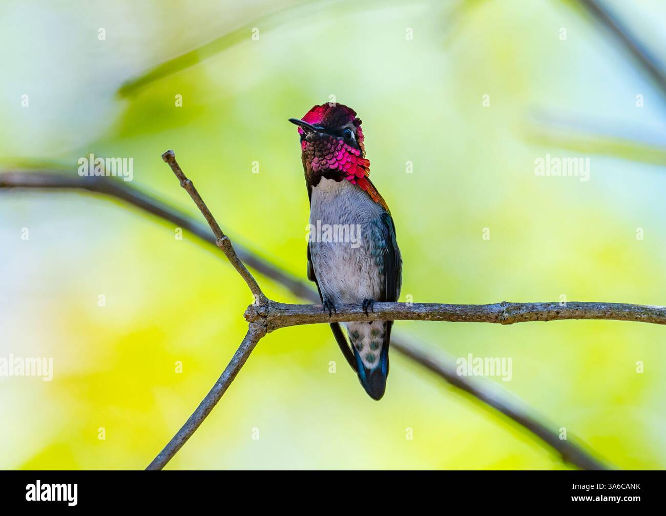 Ein männlicher Bienenkolibri (Mellisuga helenae), der kleinste Vogel der Welt, der auf einem Ast thront. Kuba. Stockfoto