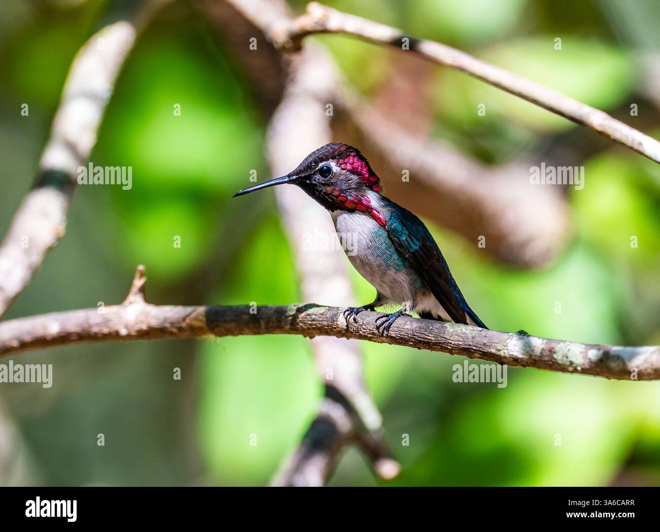 Ein männlicher Bienenkolibri (Mellisuga helenae), der kleinste Vogel der Welt, der auf einem Ast thront. Kuba. Stockfoto