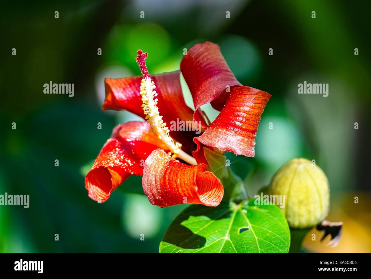 Blume von Blue Mahoe (Hibiscus elatus). Kuba. Stockfoto