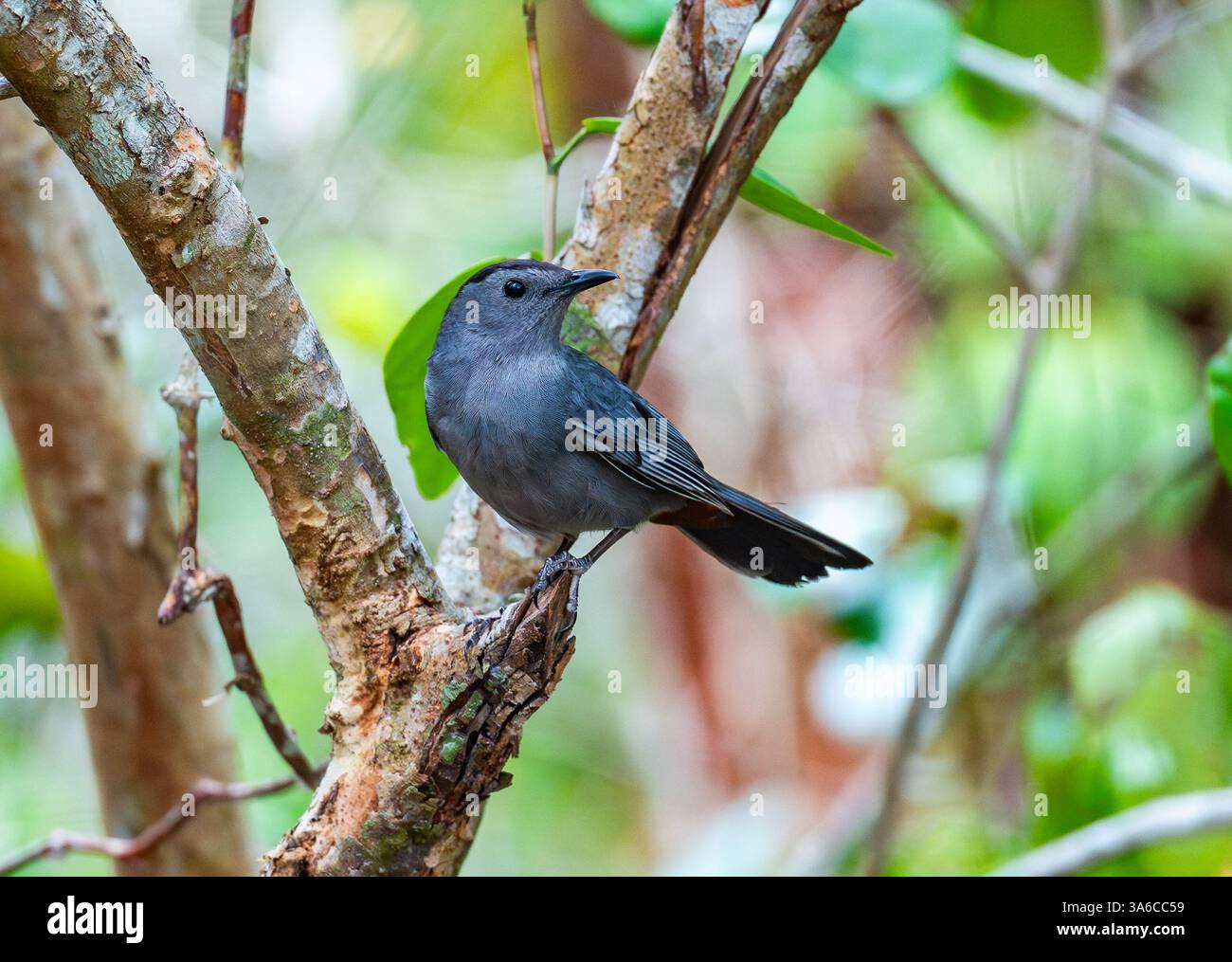 Ein grauer Katzenvogel (Dumetella carolinensis), der auf einem Ast im Wald thront. Kuba. Stockfoto