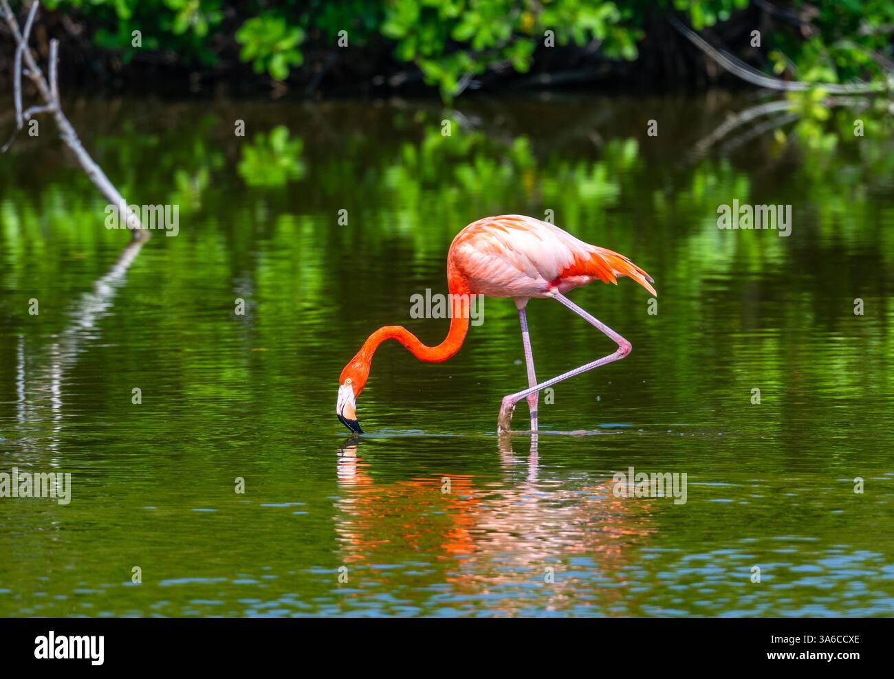 Ein rosafarbener amerikanischer Flamingo (Phoenicopterus ruber), der in einem See auf der Suche ist. Kuba. Stockfoto