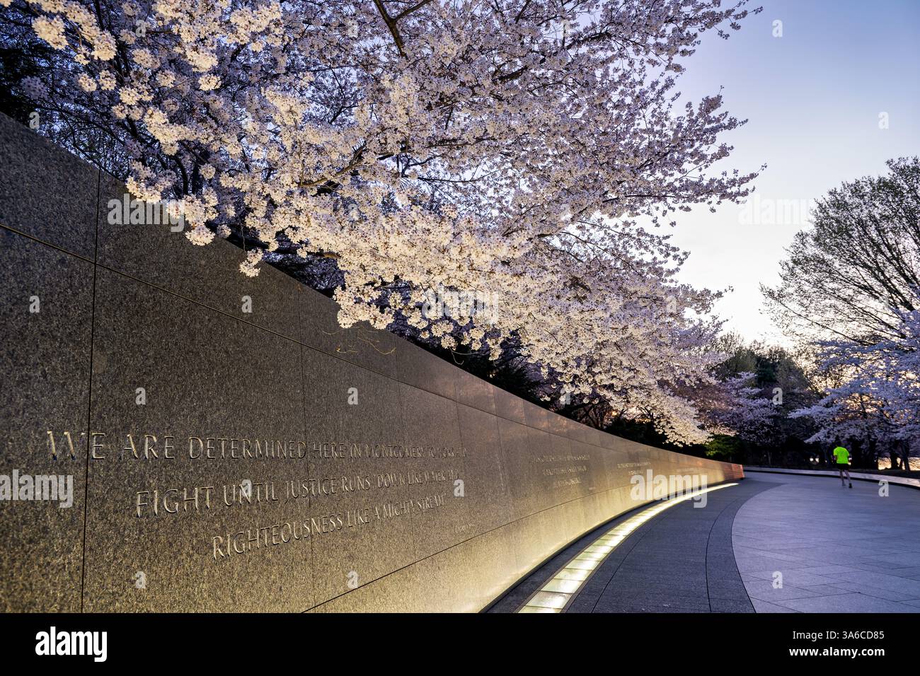 WASHINGTON DC – die Kirschblüten von Yoshino blühen bei Sonnenaufgang über der Inschriftenwand des Martin Luther King Jr. Gedenkstätte am Tidal Basin. Die Granitwand, in die Zitate des Bürgerrechtlers eingraviert sind, wird von unten beleuchtet. Diese blühenden Bäume sind Teil des ursprünglichen Geschenkes aus Japan aus dem Jahr 1912 und stehen im Mittelpunkt der jährlichen Frühlingsblüte der Stadt. Stockfoto