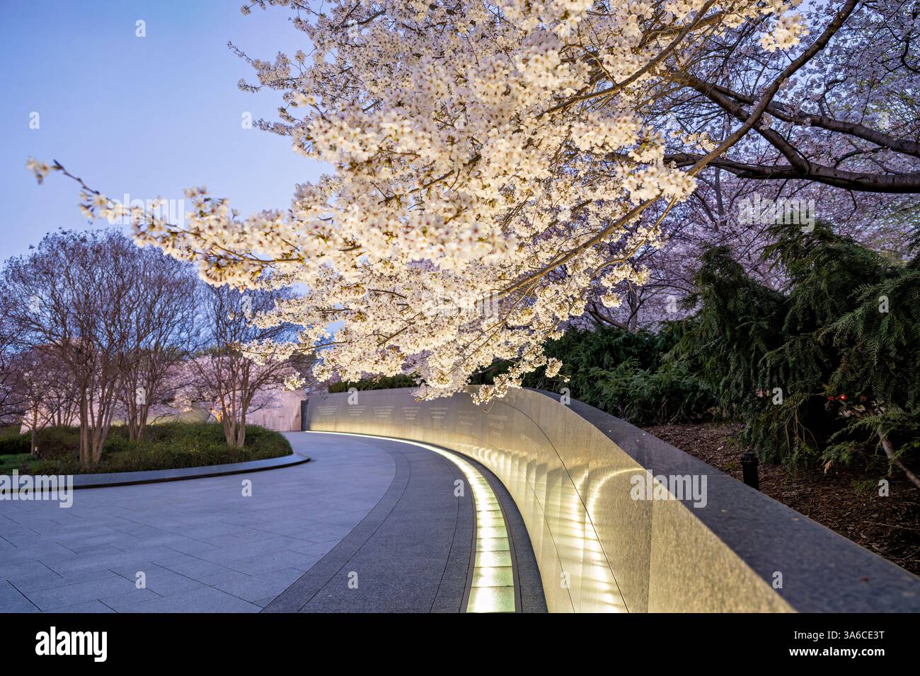 WASHINGTON DC – Kirschblüten blühen bei Sonnenaufgang über der beleuchteten Inschriftenwand des Martin Luther King Jr. Gedenkstätte am Tidal Basin. Die blühenden Yoshino-Kirschbäume, ursprünglich ein Geschenk aus Japan im Jahr 1912, sind ein zentrales Merkmal der jährlichen Frühlingsblüte in der Hauptstadt des Landes. Stockfoto