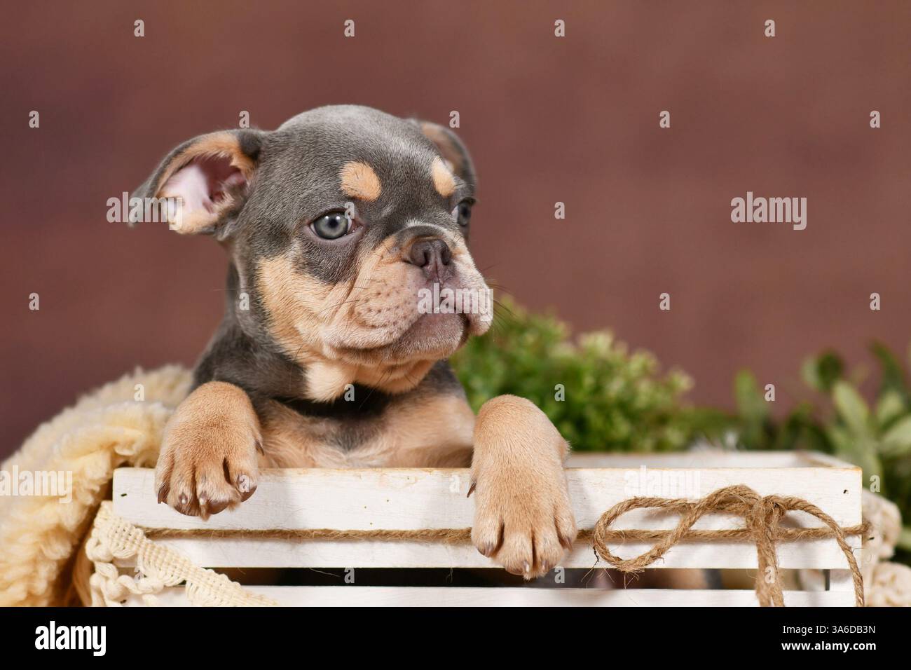 Niedlicher Lilac tan französischer Bulldog Hund Welpe vor braunem Hintergrund Stockfoto