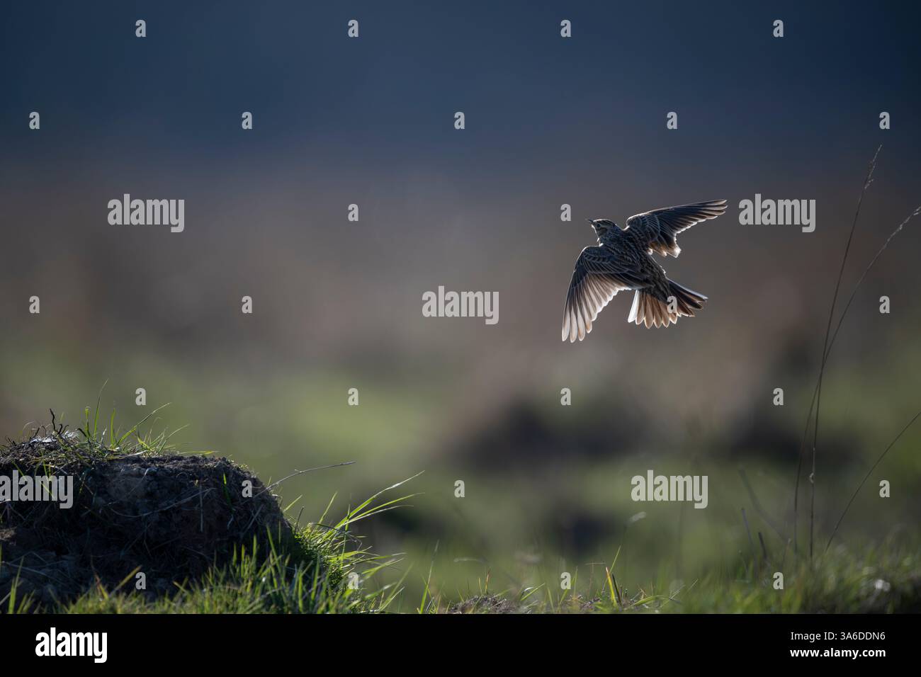 Eurasische Skylark, die von nassem Grasland abhebt Stockfoto