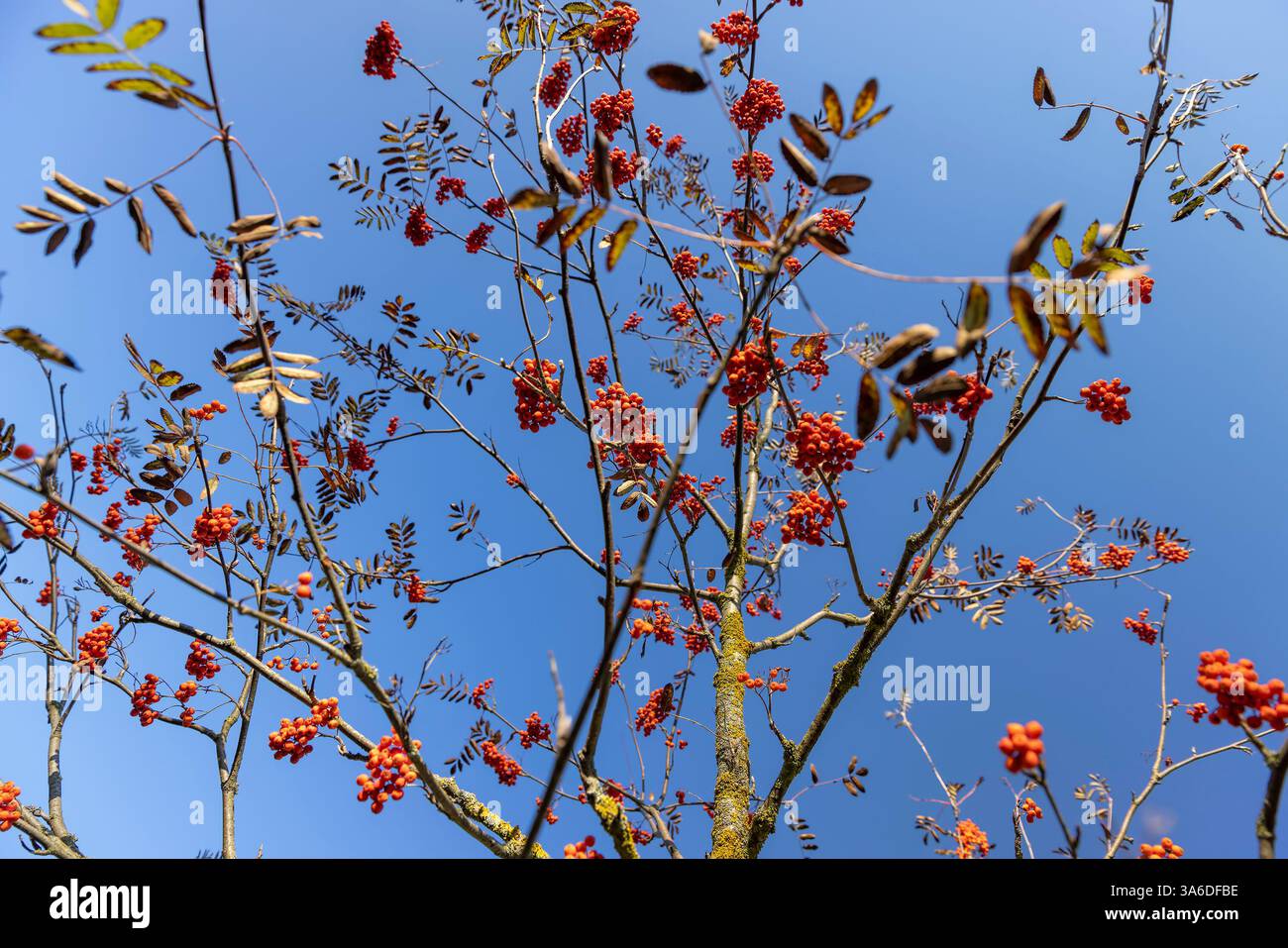 Rote vogelbeeren auf den Zweigen eines vogelbaums mit gefallenen Blättern im Herbst, reife rote vogelbeeren nach dem Blatt fallen vor einem blauen Himmel Hintergrund Stockfoto