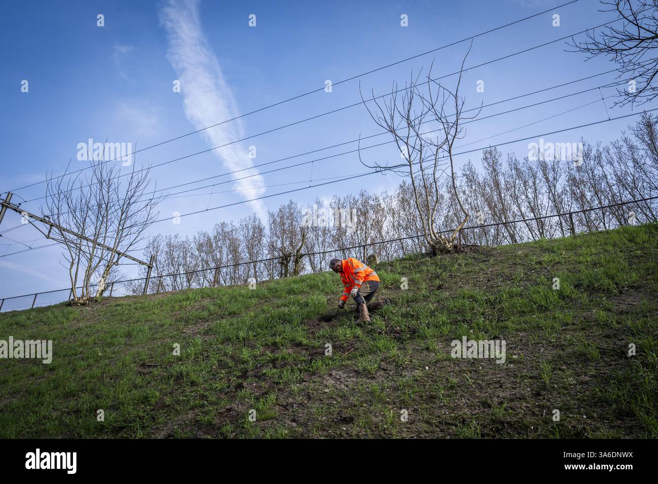 RAVENSTEIN - Ein ProRail-Mitarbeiter sucht nach Schäden, die durch Dachse auf der Strecke in der Nähe des Maasdijk in Ravenstein verursacht wurden. Das von ProRail im Damm installierte Drahtgeflecht verhindert, dass der Dachs an dieser Stelle weiter graben kann. ProRail hat in den letzten zwei Jahren Hunderte Dachsgleise entlang der Bahngleise entdeckt. Dazu gehören Kot und Grabketten. In etwa 10 Prozent der Fälle wird ProRail untersuchen, ob Maßnahmen in der Nähe der Gleise erforderlich sind. ANP JEROEN JUMELET niederlande Out - belgien Out Stockfoto