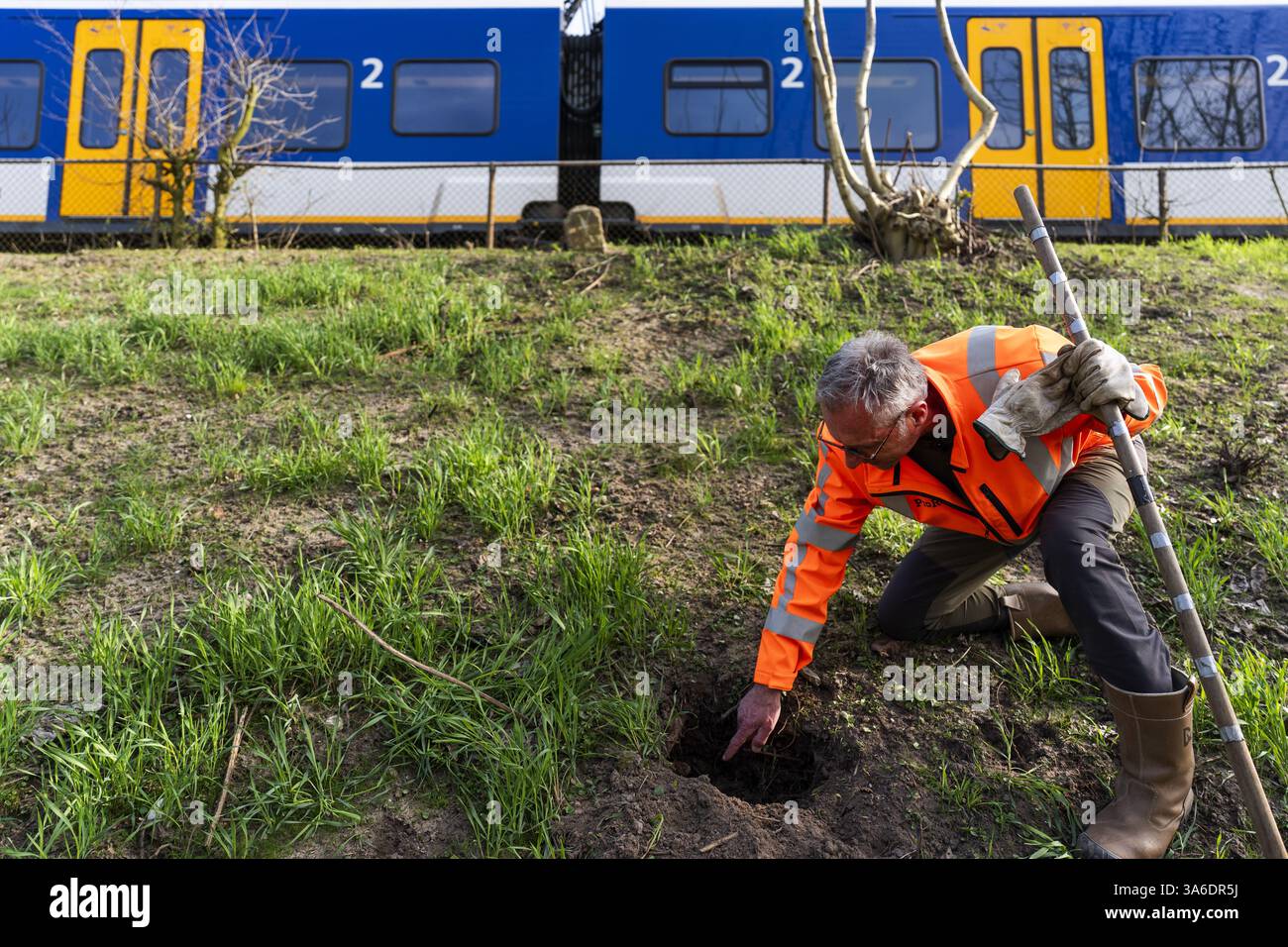 RAVENSTEIN - Ein ProRail-Mitarbeiter sucht nach Schäden, die durch Dachse auf der Strecke in der Nähe des Maasdijk in Ravenstein verursacht wurden. Das von ProRail im Damm installierte Drahtgeflecht verhindert, dass der Dachs an dieser Stelle weiter graben kann. ProRail hat in den letzten zwei Jahren Hunderte Dachsgleise entlang der Bahngleise entdeckt. Dazu gehören Kot und Grabketten. In etwa 10 Prozent der Fälle wird ProRail untersuchen, ob Maßnahmen in der Nähe der Gleise erforderlich sind. ANP JEROEN JUMELET niederlande Out - belgien Out Stockfoto