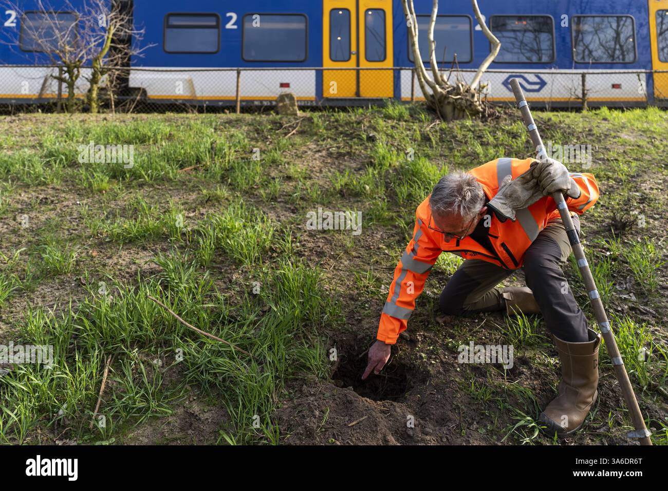 RAVENSTEIN - Ein ProRail-Mitarbeiter sucht nach Schäden, die durch Dachse auf der Strecke in der Nähe des Maasdijk in Ravenstein verursacht wurden. Das von ProRail im Damm installierte Drahtgeflecht verhindert, dass der Dachs an dieser Stelle weiter graben kann. ProRail hat in den letzten zwei Jahren Hunderte Dachsgleise entlang der Bahngleise entdeckt. Dazu gehören Kot und Grabketten. In etwa 10 Prozent der Fälle wird ProRail untersuchen, ob Maßnahmen in der Nähe der Gleise erforderlich sind. ANP JEROEN JUMELET niederlande Out - belgien Out Stockfoto