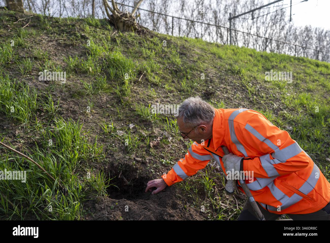 RAVENSTEIN - Ein ProRail-Mitarbeiter sucht nach Schäden, die durch Dachse auf der Strecke in der Nähe des Maasdijk in Ravenstein verursacht wurden. Das von ProRail im Damm installierte Drahtgeflecht verhindert, dass der Dachs an dieser Stelle weiter graben kann. ProRail hat in den letzten zwei Jahren Hunderte Dachsgleise entlang der Bahngleise entdeckt. Dazu gehören Kot und Grabketten. In etwa 10 Prozent der Fälle wird ProRail untersuchen, ob Maßnahmen in der Nähe der Gleise erforderlich sind. ANP JEROEN JUMELET niederlande Out - belgien Out Stockfoto