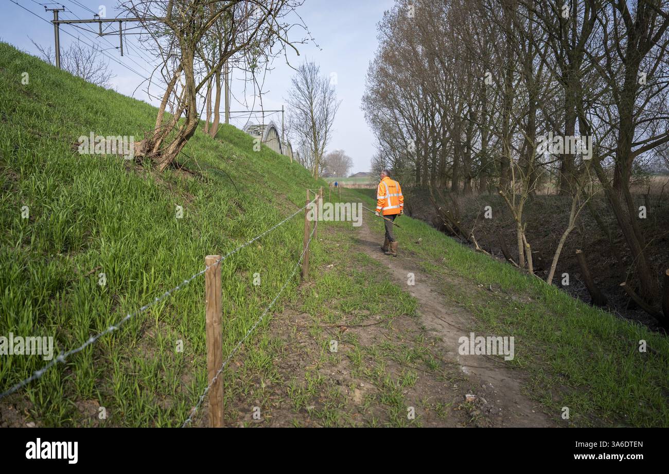 RAVENSTEIN - Ein Mitarbeiter von ProRail sucht nach Schäden, die durch Dachse entlang der Gleise in der Nähe des Maasdijk in Ravenstein verursacht wurden. ProRail hat in den letzten zwei Jahren Hunderte Dachsgleise entlang der Bahngleise entdeckt. Dazu gehören Kot und Grabketten. In etwa 10 Prozent der Fälle wird ProRail untersuchen, ob Maßnahmen in der Nähe der Gleise erforderlich sind. ANP JEROEN JUMELET niederlande Out - belgien Out Stockfoto
