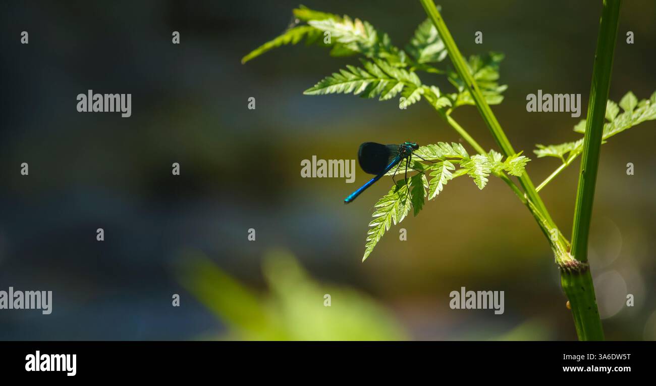 Nahaufnahme einer Damselfliege mit schlankem Körper und komplizierter Flügelstruktur in ihrem natürlichen aquatischen Lebensraum Stockfoto