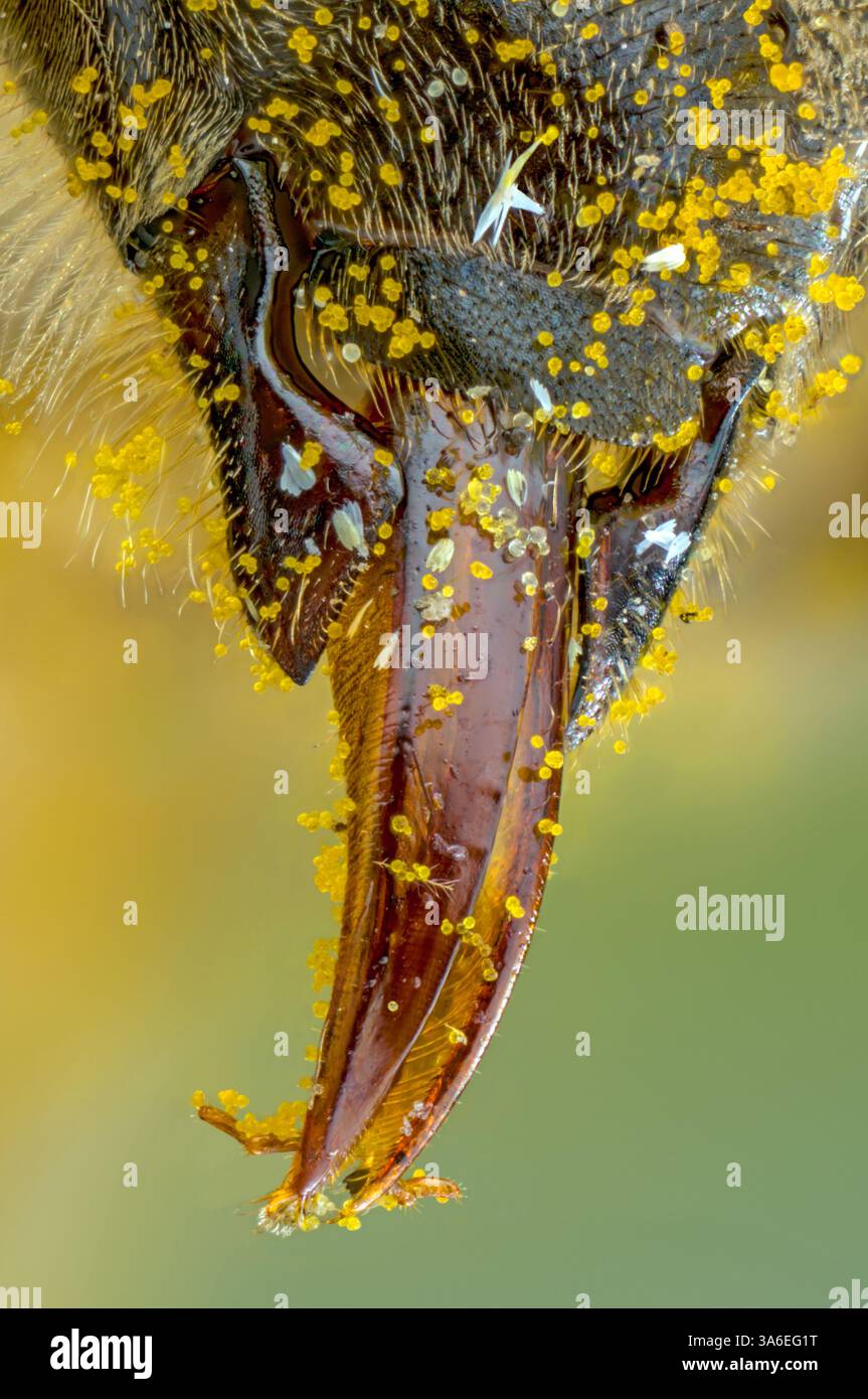 Pollen auf der Zunge einer Honigbiene, Zunge einer Honigbiene Stockfoto