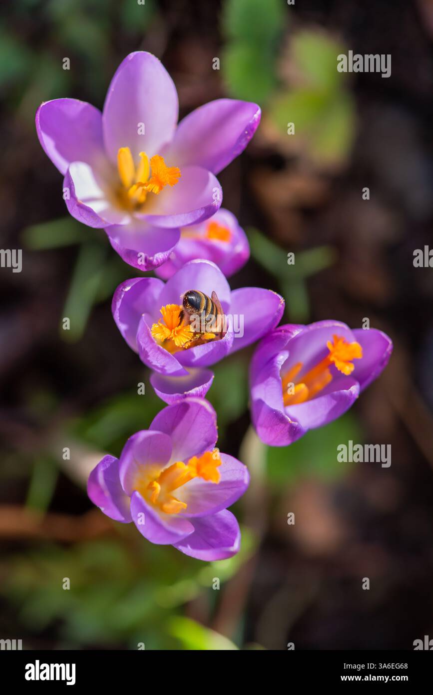 Honigbiene besucht Krokusblüten Stockfoto