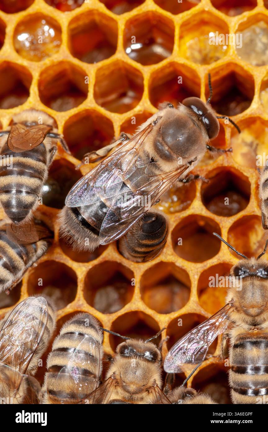 Geschlüpfte Honigbienen-Drohne nach dem Schlüpfen auf der Wabe, männliche Honigbienen schlüpfen aus ihrer Brutzelle, männliche Bienen schlüpfen aus Stockfoto