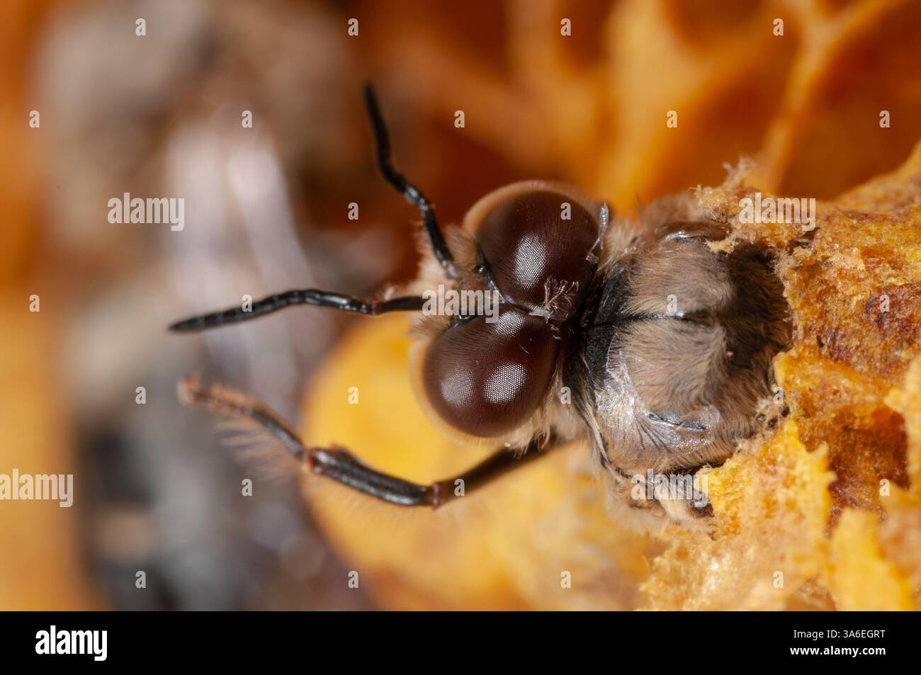 Männliche Honigbiene schlüpft aus ihrer Brutzelle, männliche Bienen schlüpfen aus Stockfoto