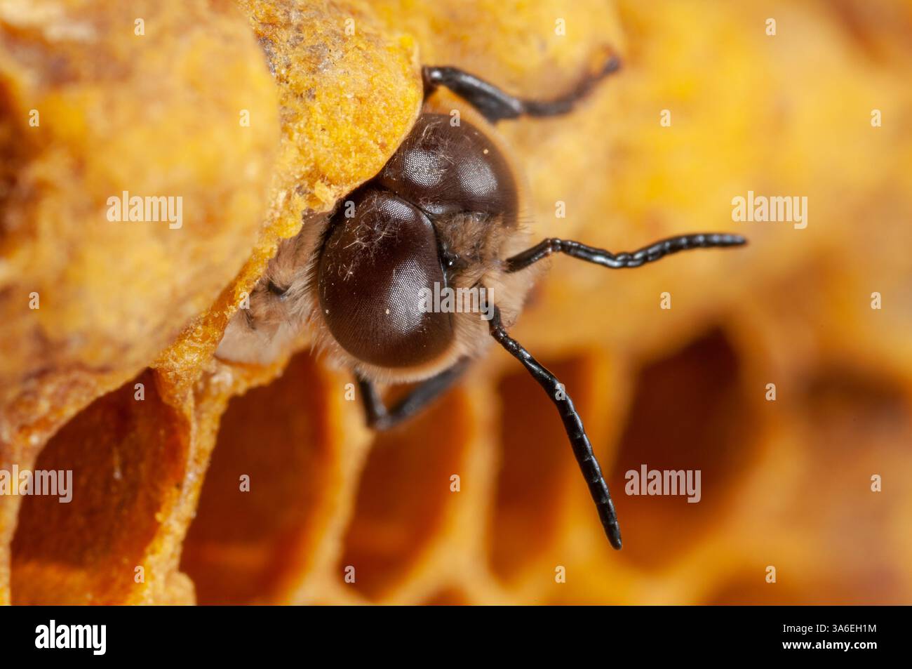 Männliche Honigbiene schlüpft aus ihrer Brutzelle, männliche Bienen schlüpfen aus Stockfoto
