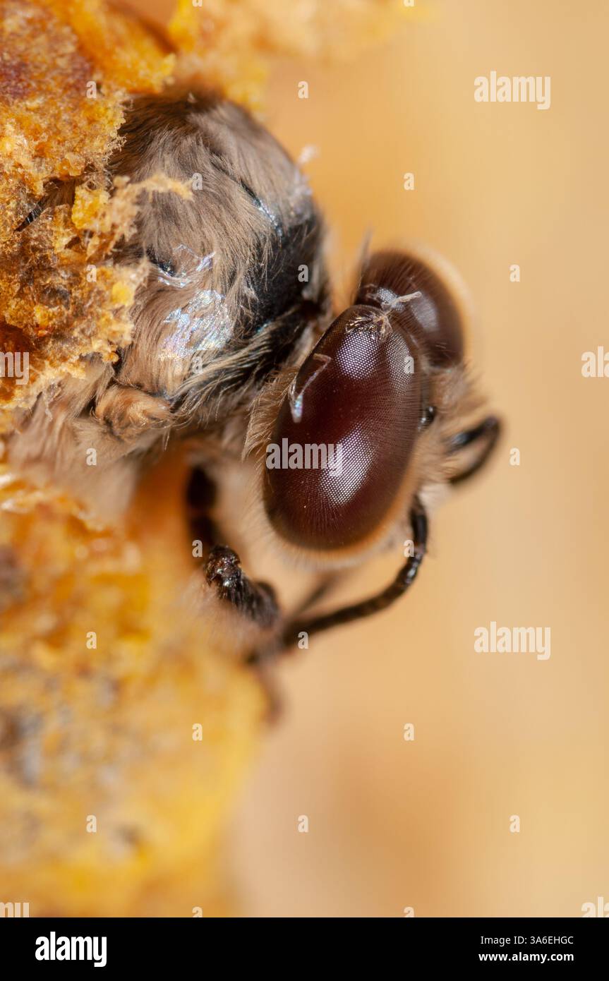 Männliche Honigbiene schlüpft aus ihrer Brutzelle, männliche Bienen schlüpfen aus Stockfoto