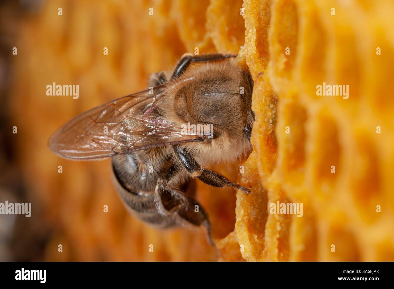 Honigbienenfütterungslarve, weibliche Honigbiene, die sich um die Brut kümmert Stockfoto