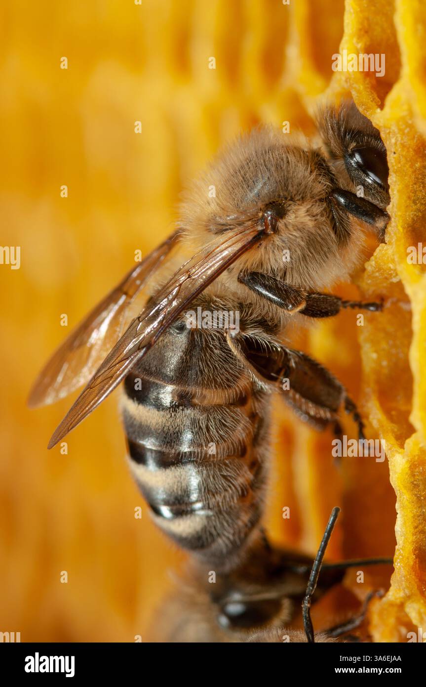Honigbienenfütterungslarve, weibliche Honigbiene, die sich um die Brut kümmert Stockfoto