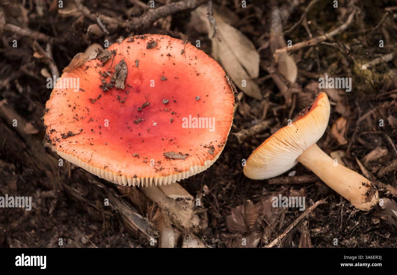 Kissimmee Prairie State Preserve, Florida. Zwischen Eichen mit Boden, der von Wildschweinen gepflegt wird. Januar. 2025 Stockfoto