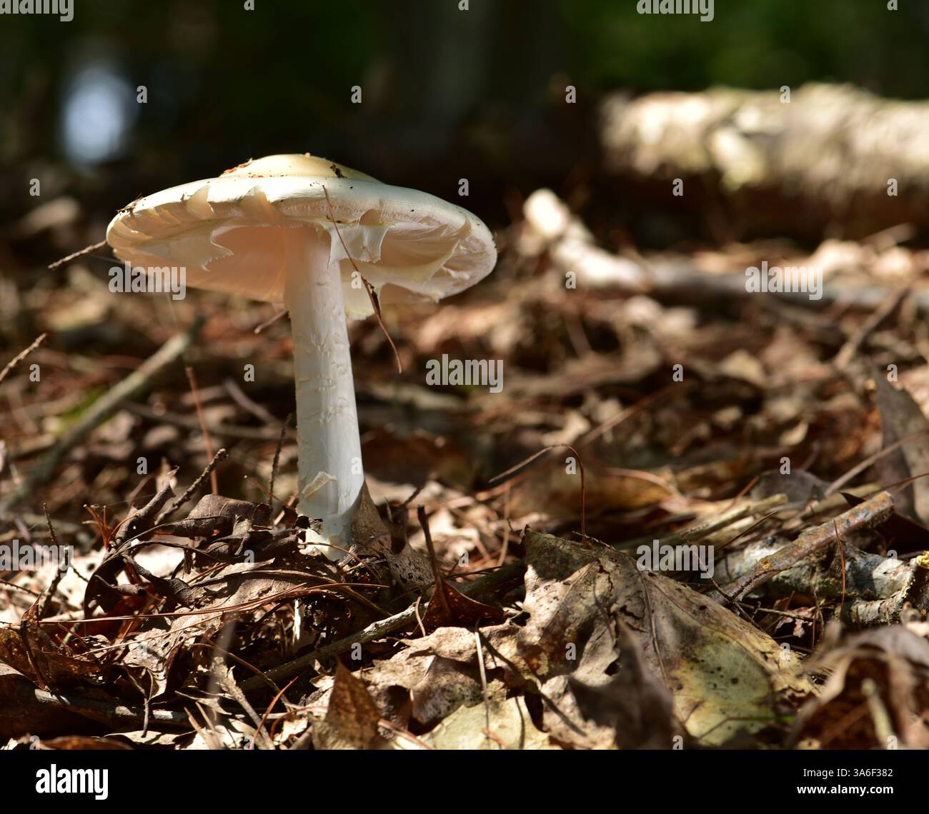 Amanita virosa, die europäische Art, ist in N.A. nicht zu finden. Sporigera ist eine tödlichste Pilzsorte, die Leber und Kind schädigt Stockfoto