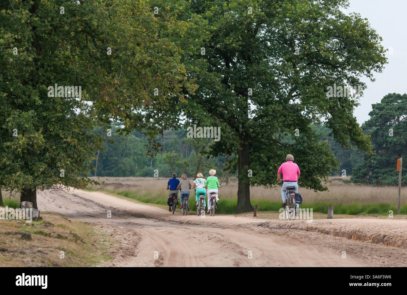 Gruppe aktiver Senioren, die auf Fahrrädern in einem Wald in den Niederlanden fahren Stockfoto