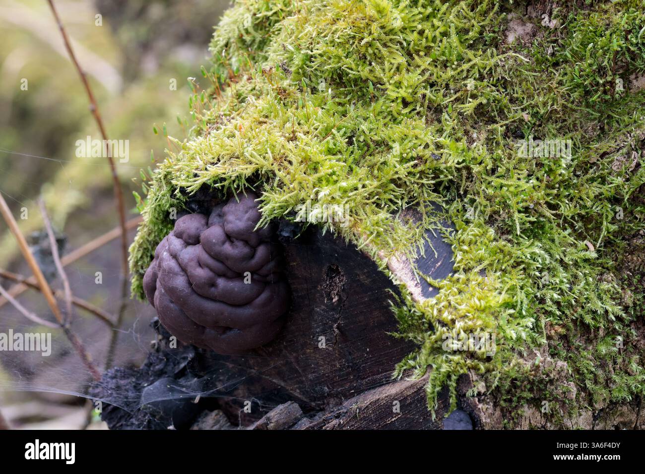 Hexen Butter Exidia glandulosa, Pilze mit schwarzen Fruchtkörpern in gelatinösen Blobs, die hirnähnlichen Clustern auf moosigen Stämmen älterer, verkrusteter Haut ähneln Stockfoto