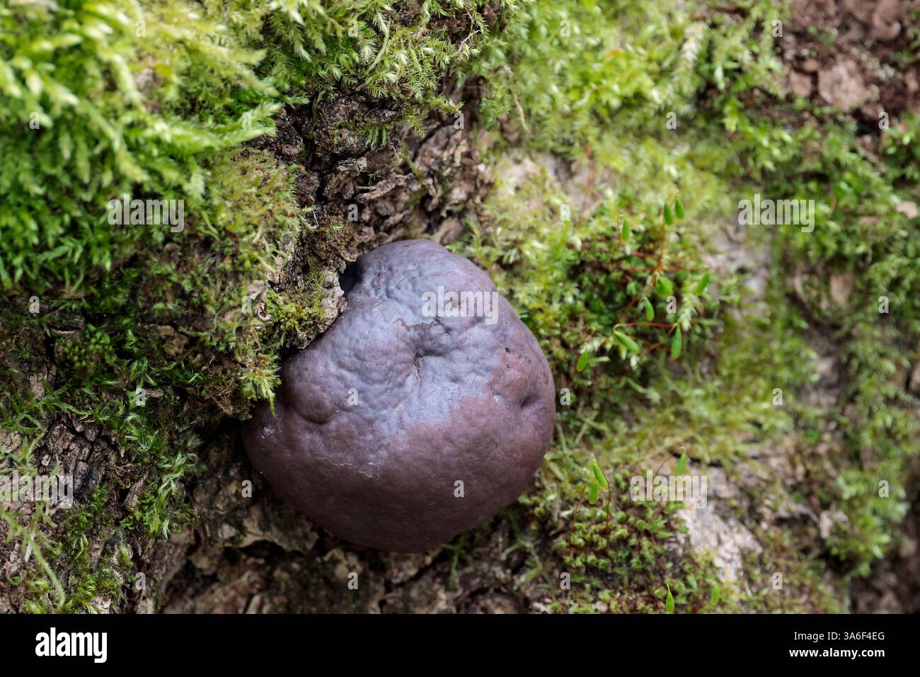 Hexen Butter Exidia glandulosa, Pilze mit schwarzen Fruchtkörpern in gelatinösen Blobs, die hirnähnlichen Clustern auf moosigen Stämmen älterer, verkrusteter Haut ähneln Stockfoto