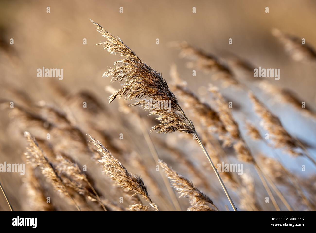 Nahaufnahme von Schilfgräsern im Frühling mit geringer Schärfentiefe Stockfoto