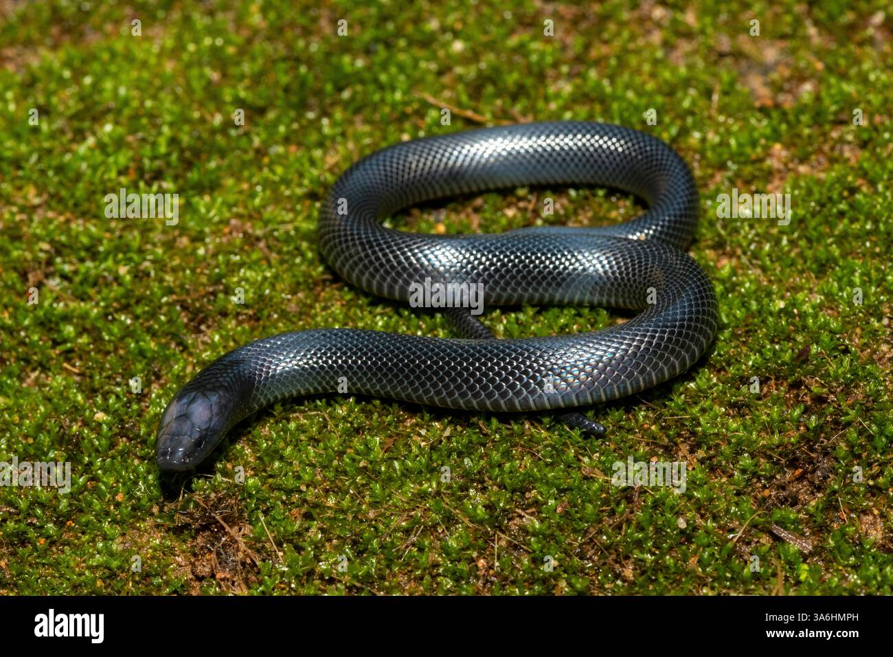 Eine süße junge schwarze Natal-Schlange (Macrelaps microlepidotus) in freier Wildbahn in KwaZulu-Natal, Südafrika Stockfoto