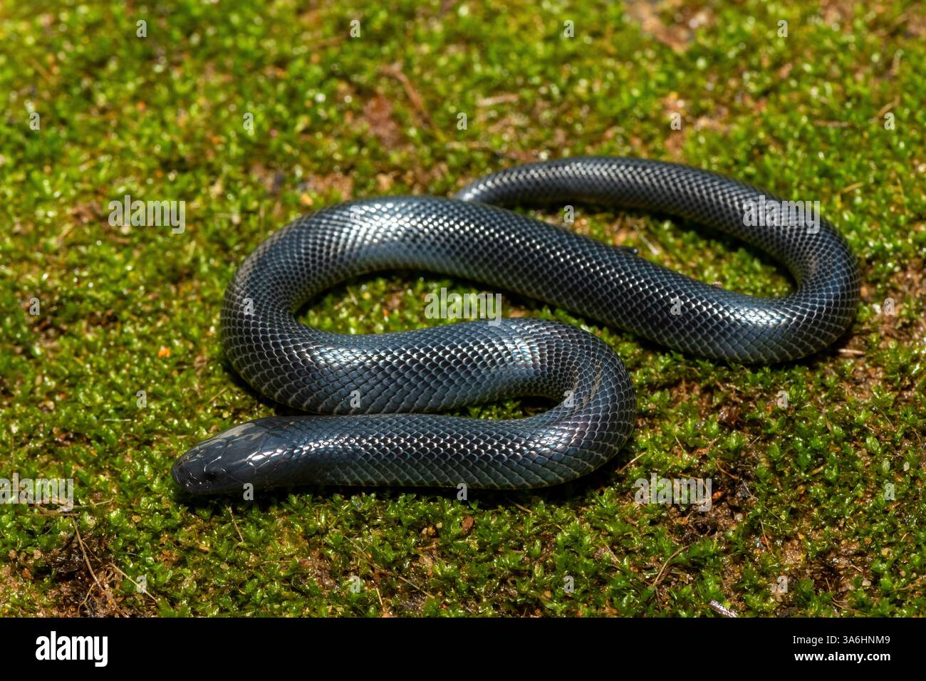 Eine süße junge schwarze Natal-Schlange (Macrelaps microlepidotus) in freier Wildbahn in KwaZulu-Natal, Südafrika Stockfoto
