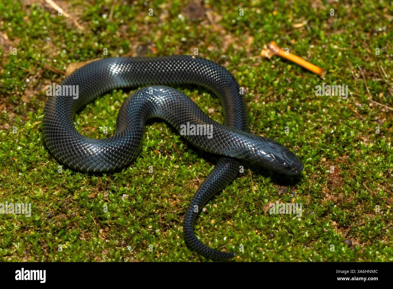 Eine süße junge schwarze Natal-Schlange (Macrelaps microlepidotus) in freier Wildbahn in KwaZulu-Natal, Südafrika Stockfoto