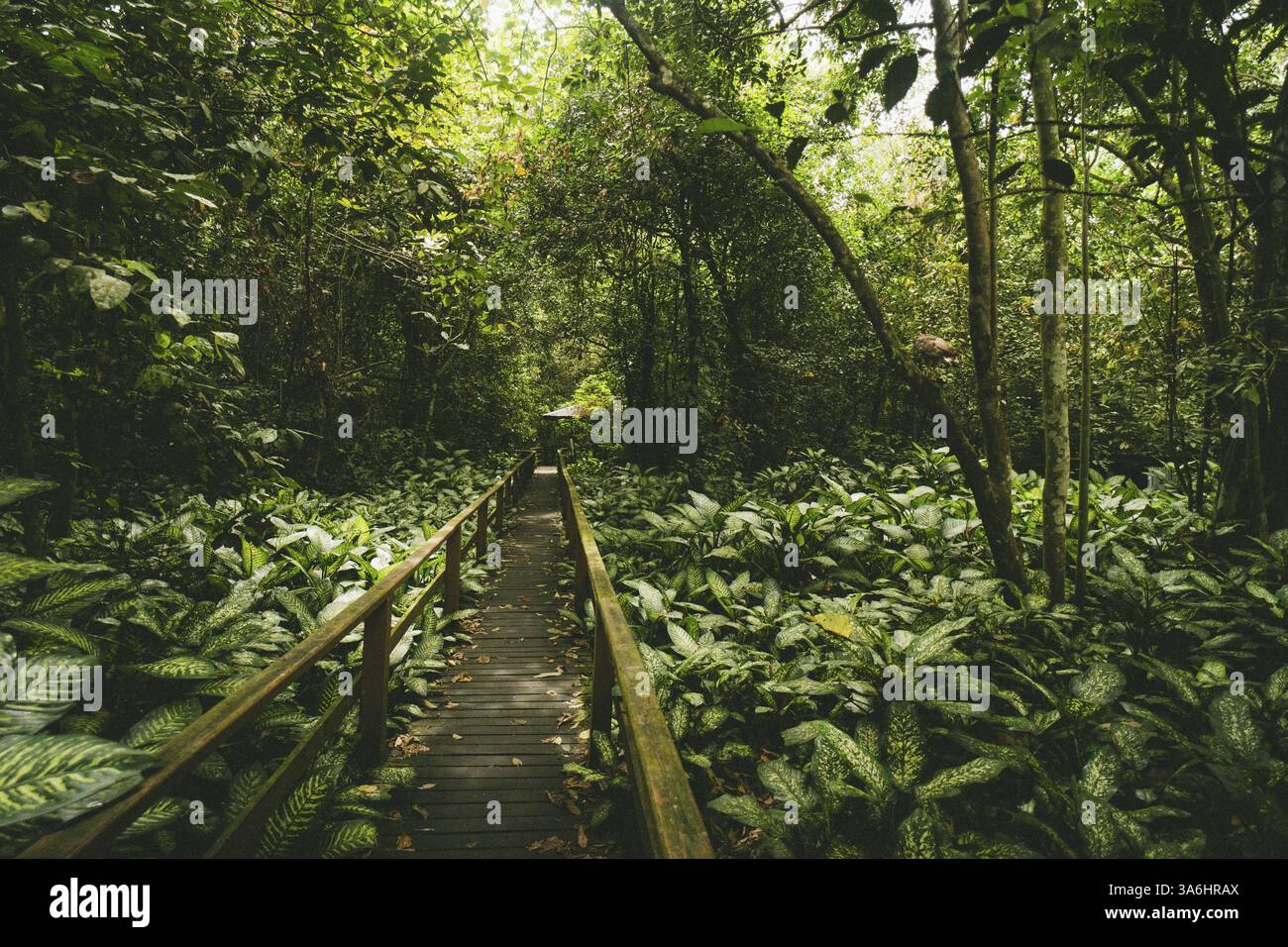 Ein hölzerner Fußweg schlängelt sich durch den dichten Dschungel, umgeben von üppigem Grün, Sukau Cave, Borneo, Malaysia, Asien Stockfoto