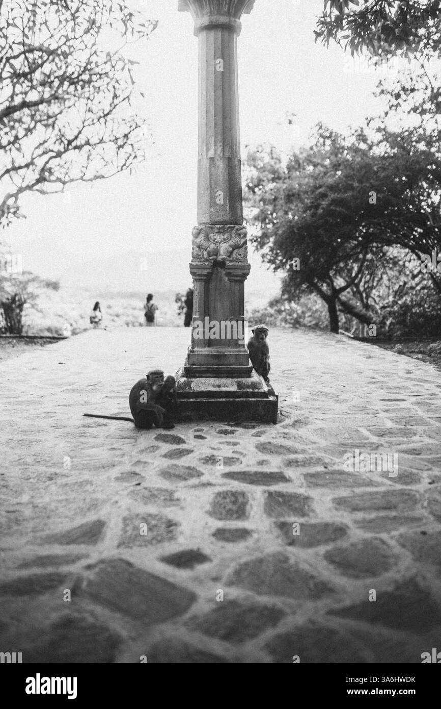 Affen umgeben eine kunstvolle Säule auf einem mit Kopfsteinpflaster bedeckten Weg in Schwarz-weiß, Sirigiya, Sri Lanka, Asien Stockfoto