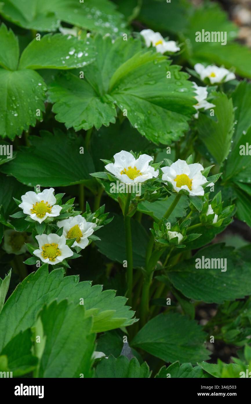 Fragaria x Ananassa lebendig, Erdbeere lebendig, Blüten/weiße Blüten im späten Frühjahr Stockfoto