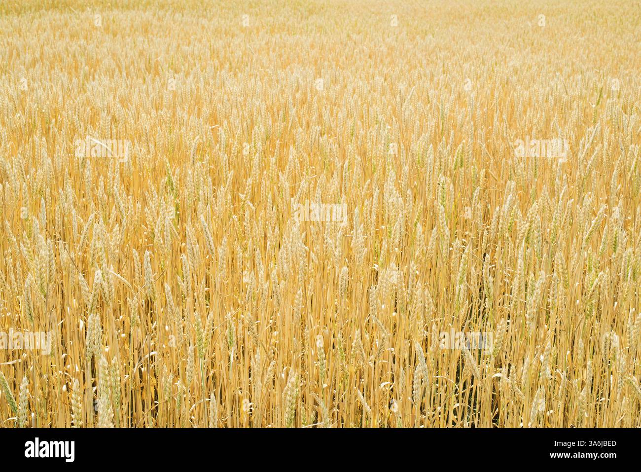 Getreide ernten. Landwirtschaftliche Flächen. Horizontale Komposition Stockfoto