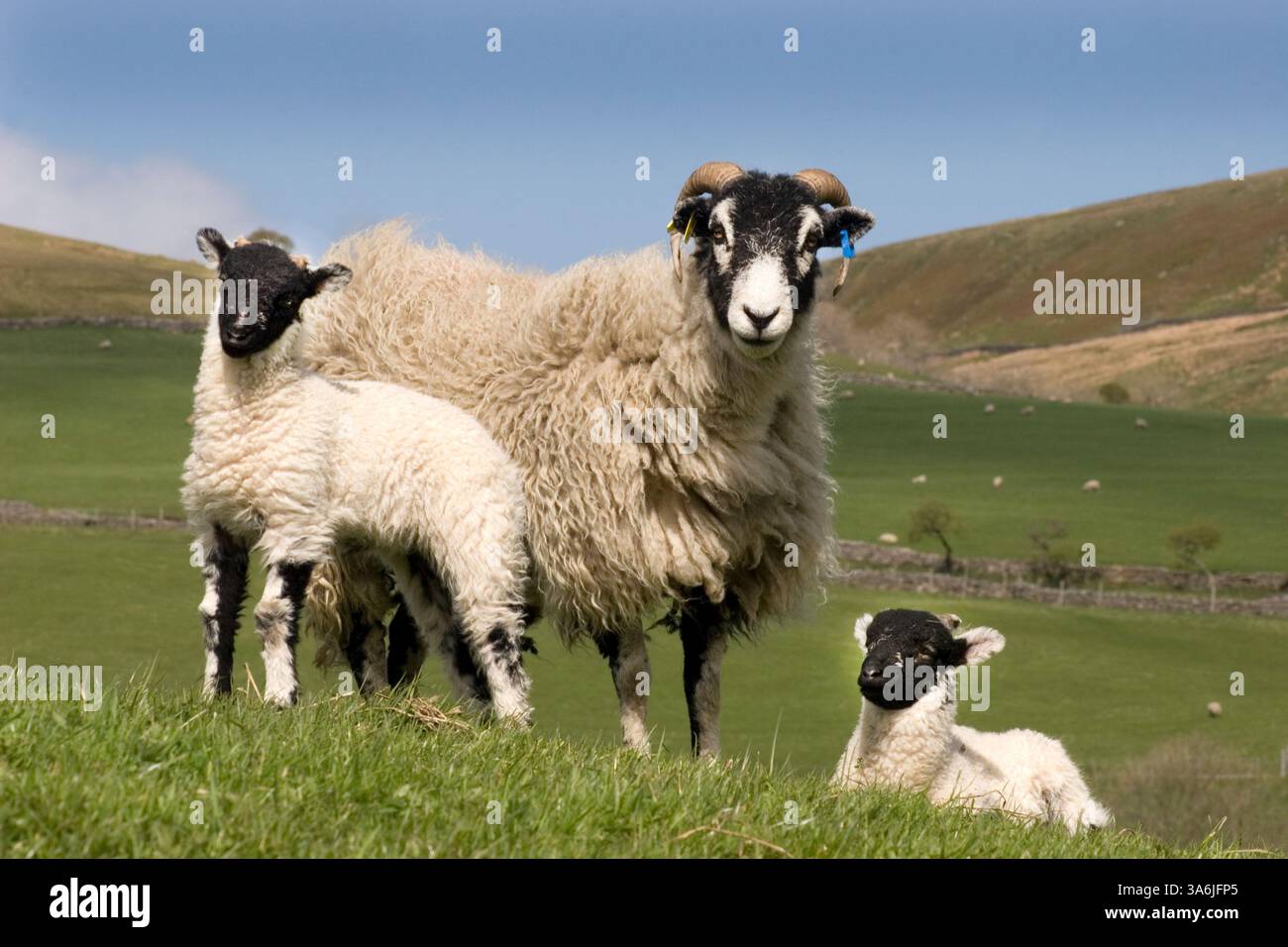 Swaledale Ewe mit zwei Lämmer bei Keld, Yorkshire Dales, England Stockfoto