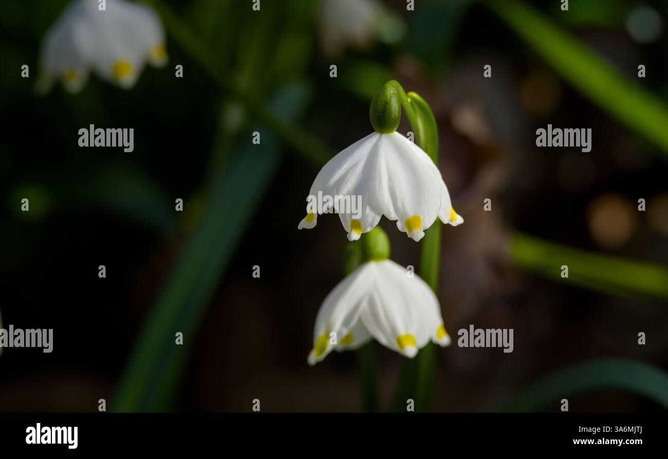 Im Wald blühende Schneeflocken im Frühling. Geringe Schärfentiefe Stockfoto