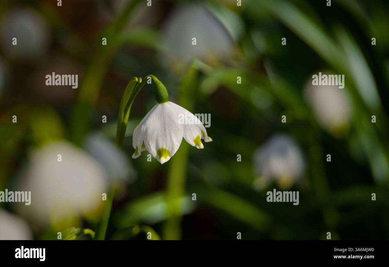 Im Wald blühende Schneeflocken im Frühling. Geringe Schärfentiefe Stockfoto