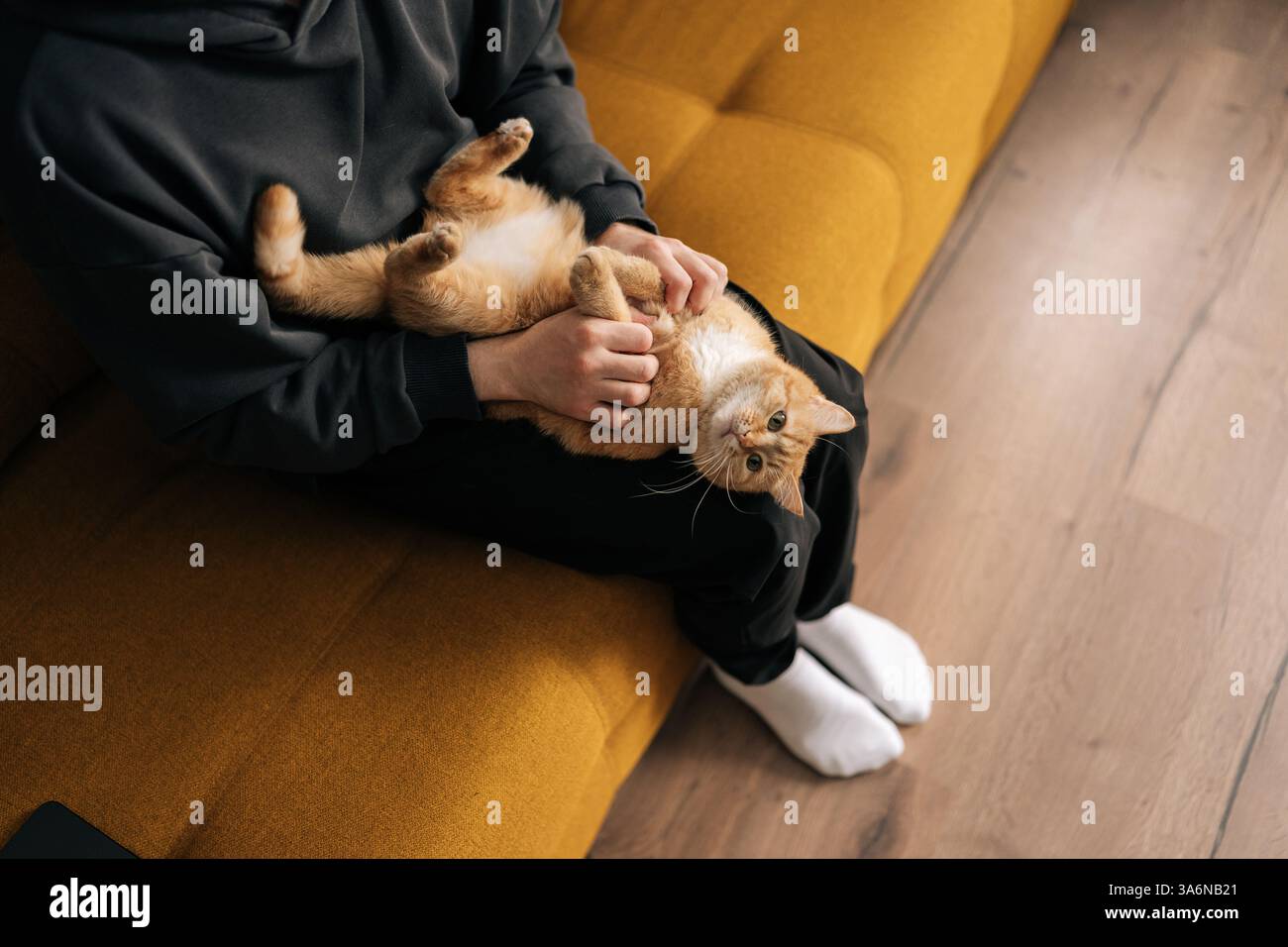 Blick von oben auf den nicht wiedererkennbaren liebenden Haustierbesitzer, der verspielte Ingwerkatze kuschelt, während er sich auf dem bequemen Sofa im Wohnzimmer entspannt und friedlich genießt Stockfoto