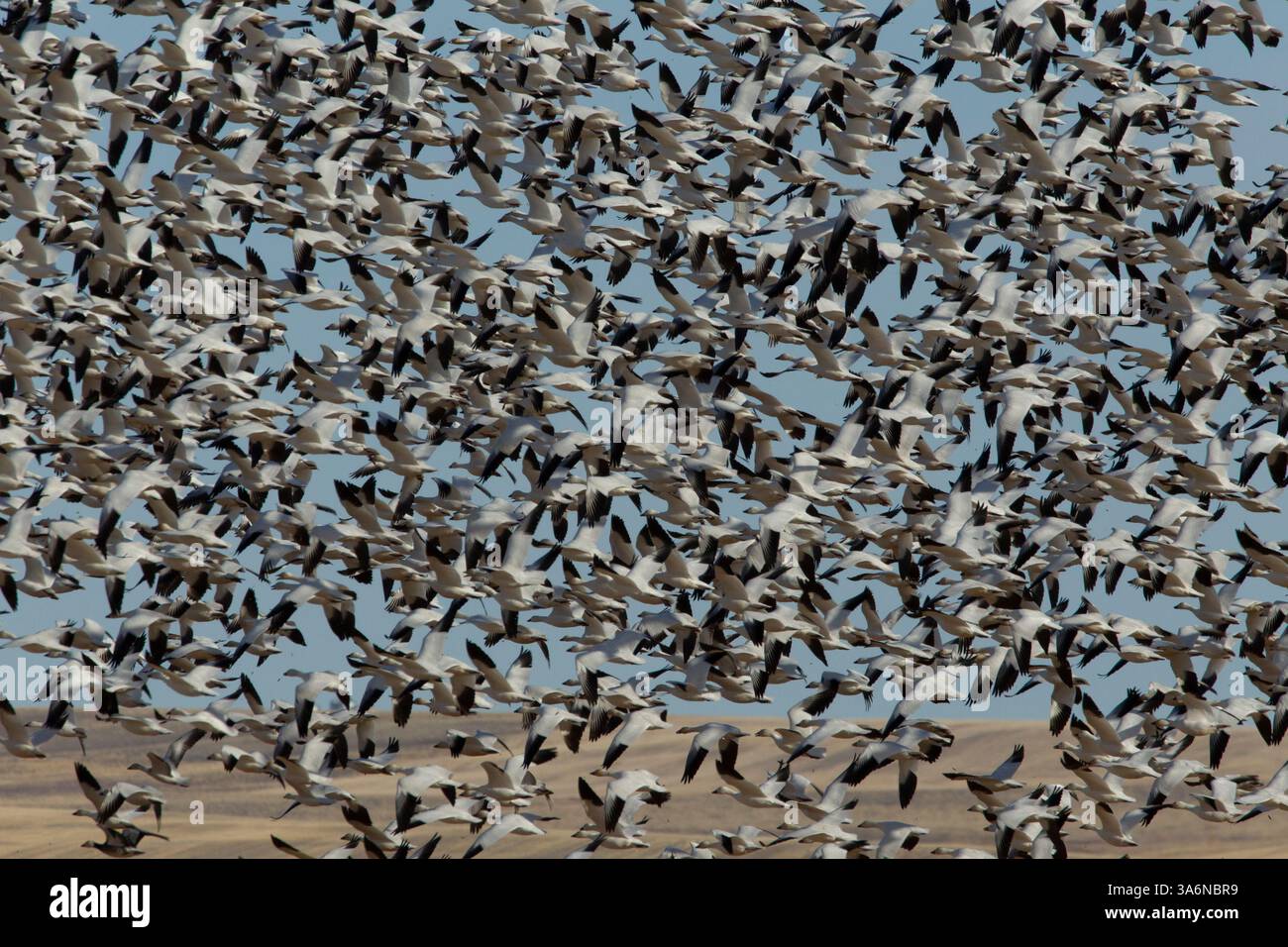 Fairfield Montana, 26. März 2025, Schneegänsewanderung. Heute beobachtete Schneegänse lagen 53.000 leicht über dem Datumsdurchschnitt von 51.297. Die Migration durch den Freezout Lake WMA in Montana hat das Maximum erreicht. Die jährliche Spitzenzahl der Gänse (54.470) findet in der Regel am 25. März statt. Schneegänse ruhen sich aus und tanken nach einem langen Flug von Kalifornien auf dem Weg zu Nistplätzen in der Arktis. Schneegänse (Anser caerulescens) zeigen ihre Bereitschaft, nah beieinander zu fliegen, Fairfield Bench, MT. Stockfoto
