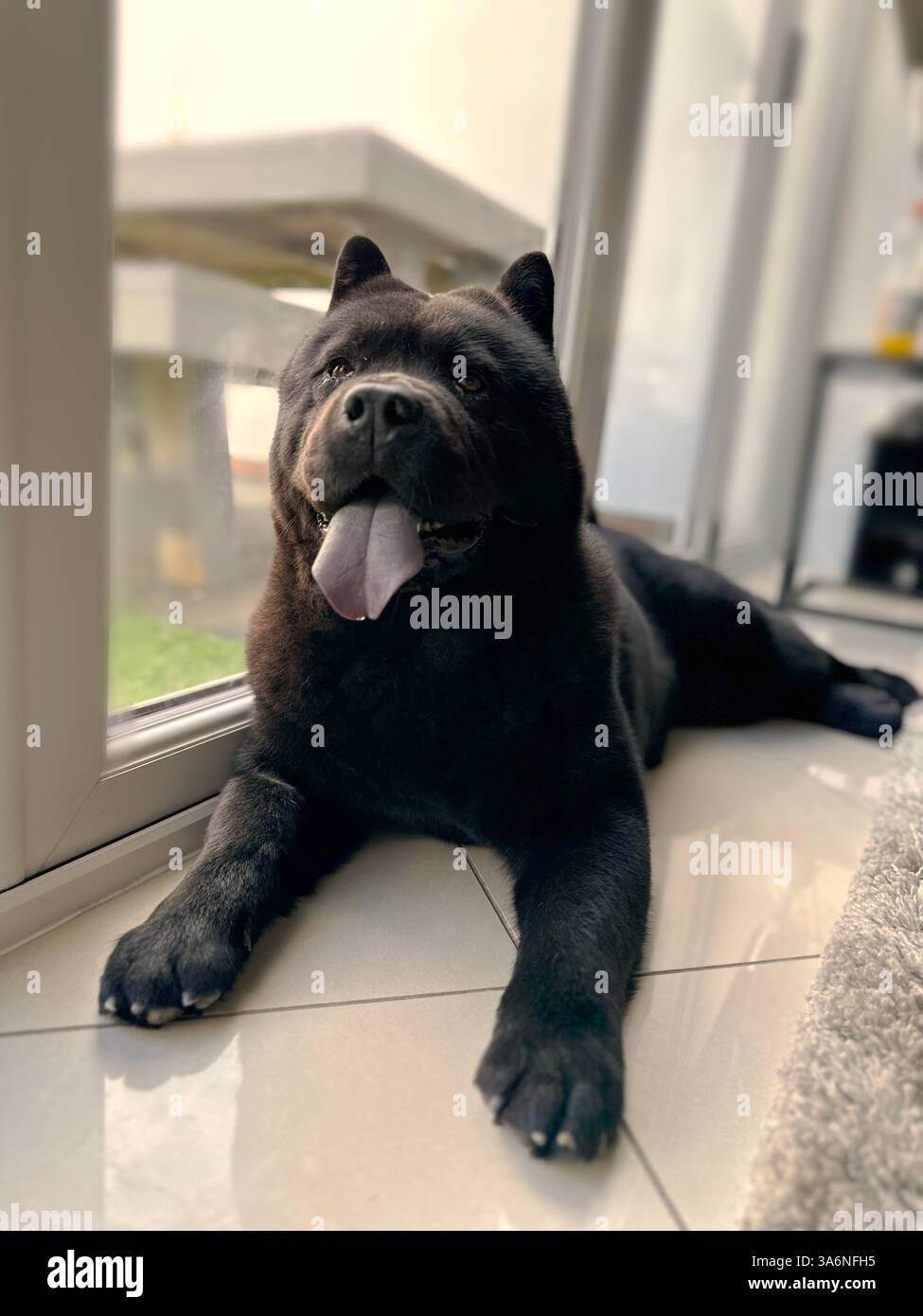 Chow Chow Welpen - Smartphone-aufgenommenes Stockfoto