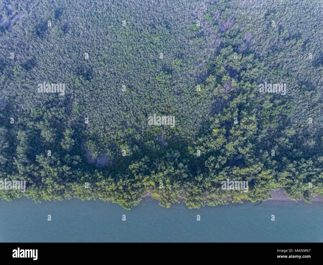 Ein Blick aus der Vogelperspektive auf die Sundarbans an einem nebeligen Tag, der den größten Mangrovenwald der Welt in Bagerhat, Bangladesch, zeigt. Stockfoto