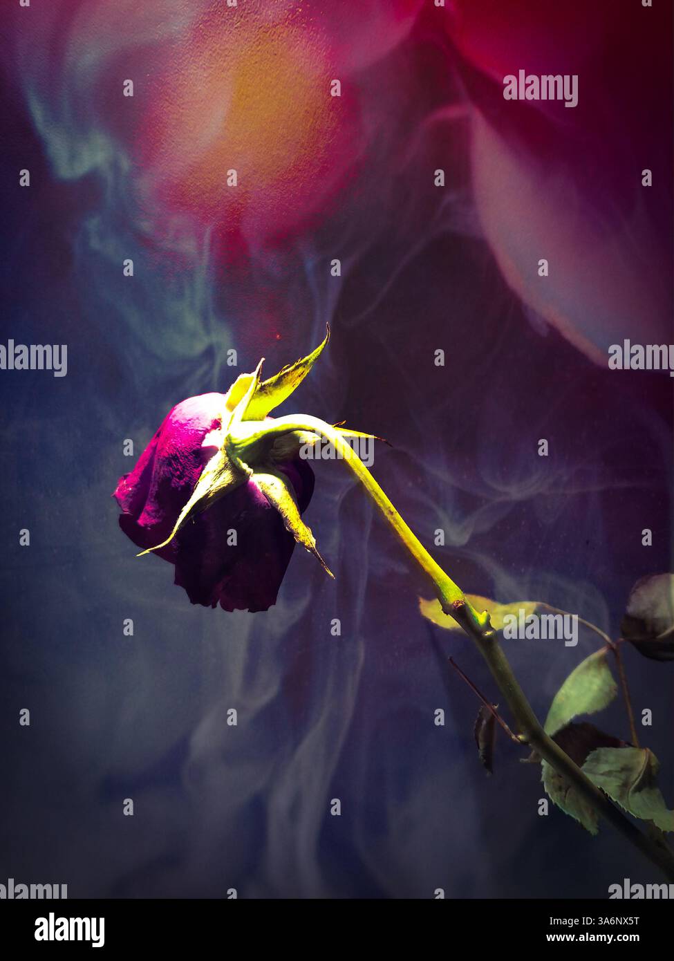 Nahaufnahme einer sterbenden Rose Stockfoto