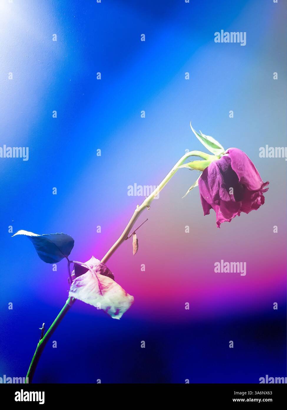 Nahaufnahme einer sterbenden Rose Stockfoto