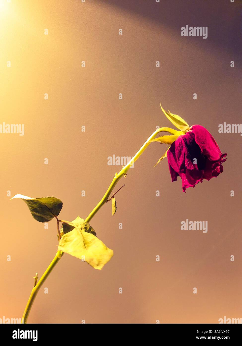 Nahaufnahme einer sterbenden Rose Stockfoto