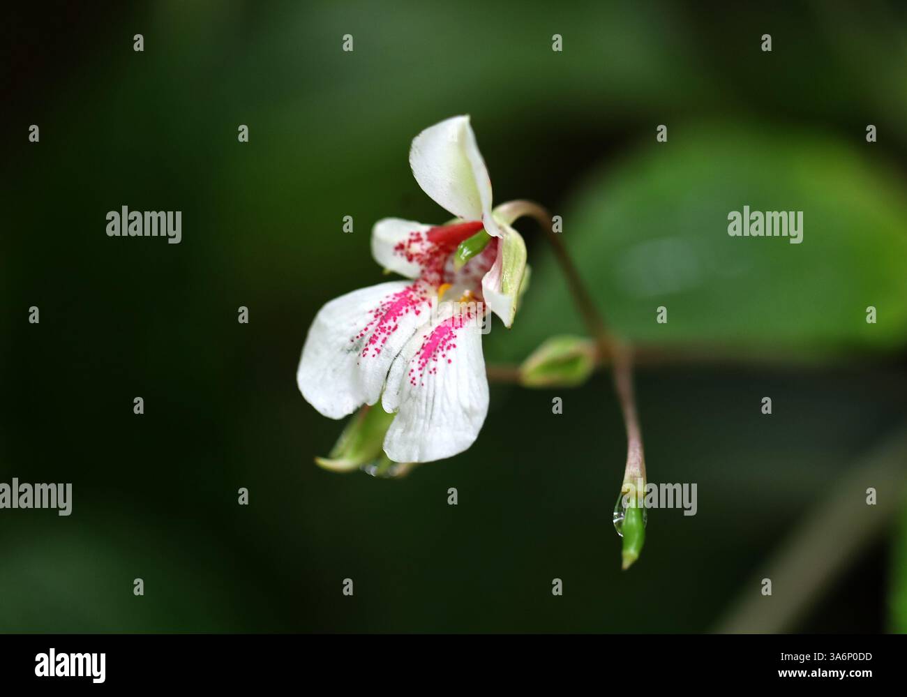 Bellflower Balsam, Impatiens campanulata, Balsaminaceae. Südwestindien, Asien. Das heimische Verbreitungsgebiet dieser Art ist SW. Indien. Stockfoto